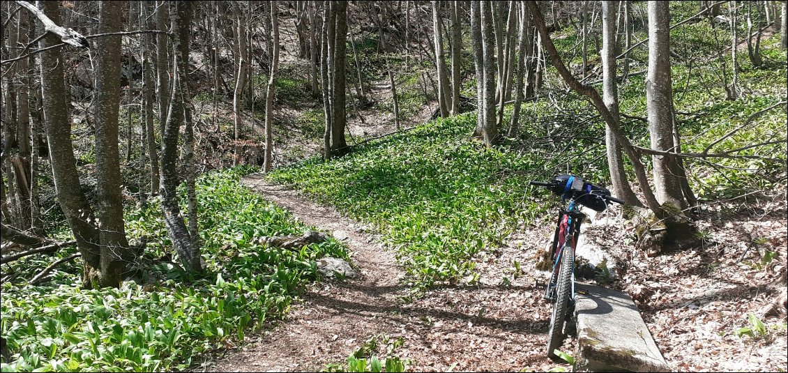 petites roches - chemin trail - une sieste lutine au milieu des ails des ours