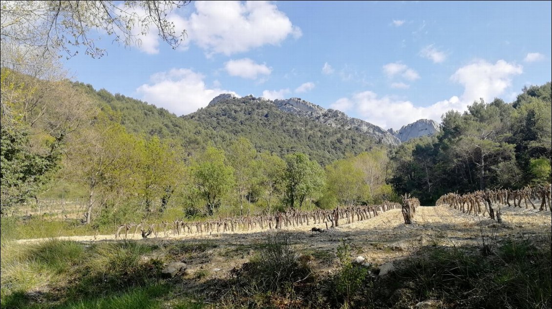 Km14 : Le village de Gigondas n'est plus loin. De minuscules pousses apparaissent sur les vignes. On contourne l'extrémité Ouest des Dentelles.