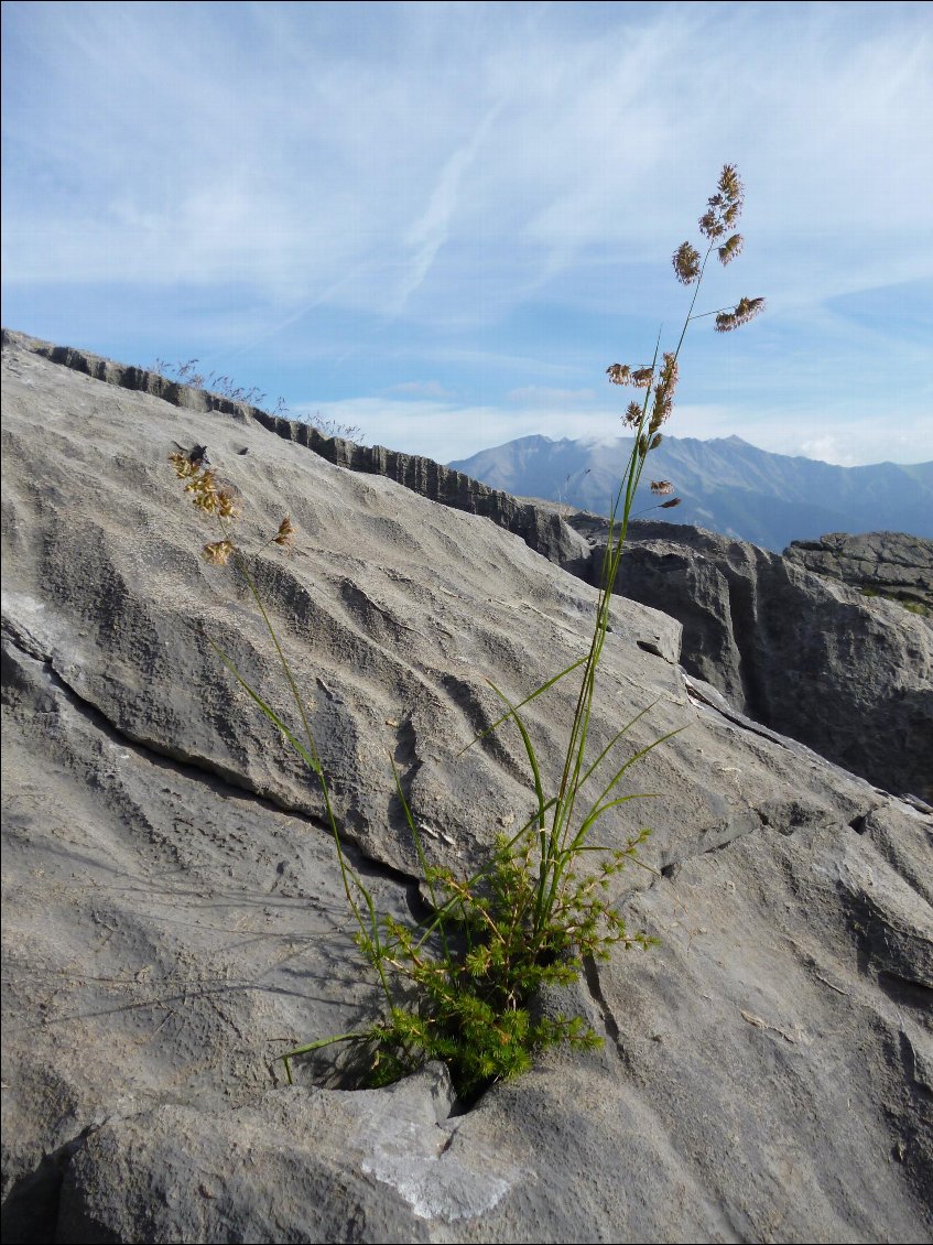 Tout pousse sur les rochers de calcaire !