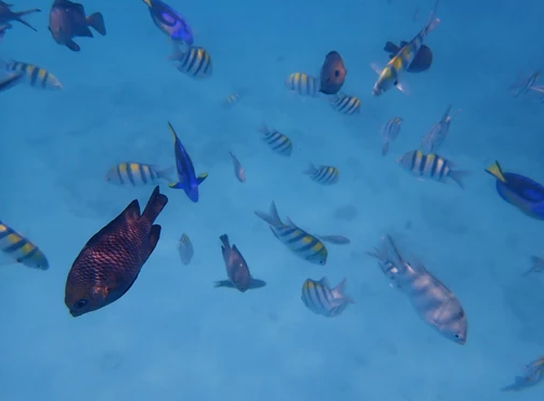 Zanzibar : snorkeling
