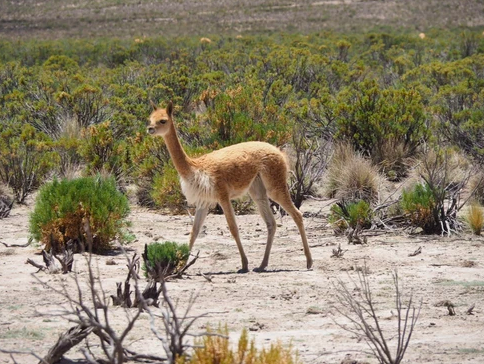 Bolivie : vigogne sauvage prés du volcan Sajama