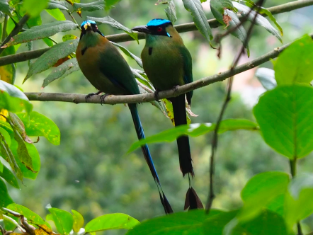 Colombie : le pays des oiseaux , couple de Baranqueros