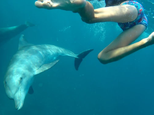 Zanzibar : nage avec les dauphins