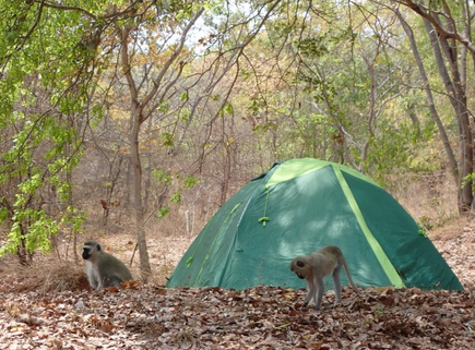 Tanzanie : Bivouac aux abords du lac tanganyika