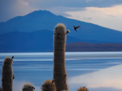 Bolivie : colibris géants sur les grands cactus de l'Isla Incahuasi sur le salar d'Uyuni