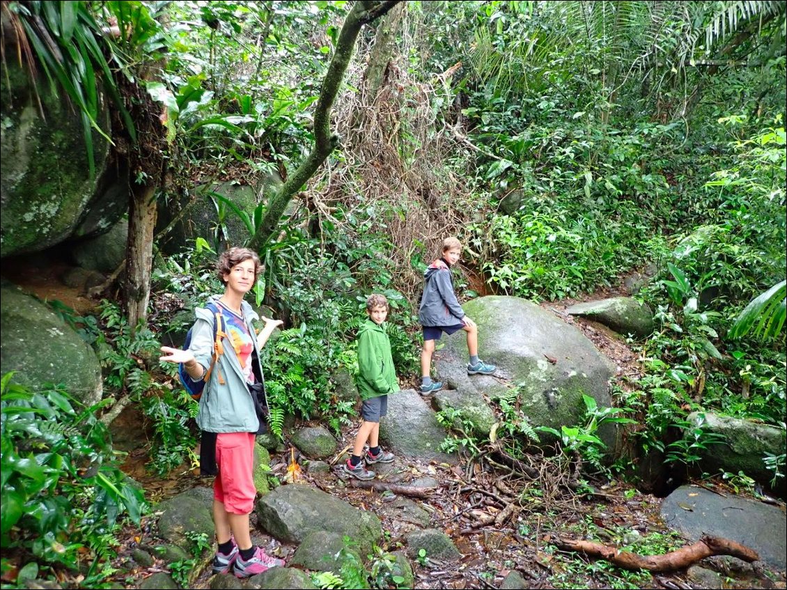 Brésil - Marche dans la fôret tropicale de Paraty