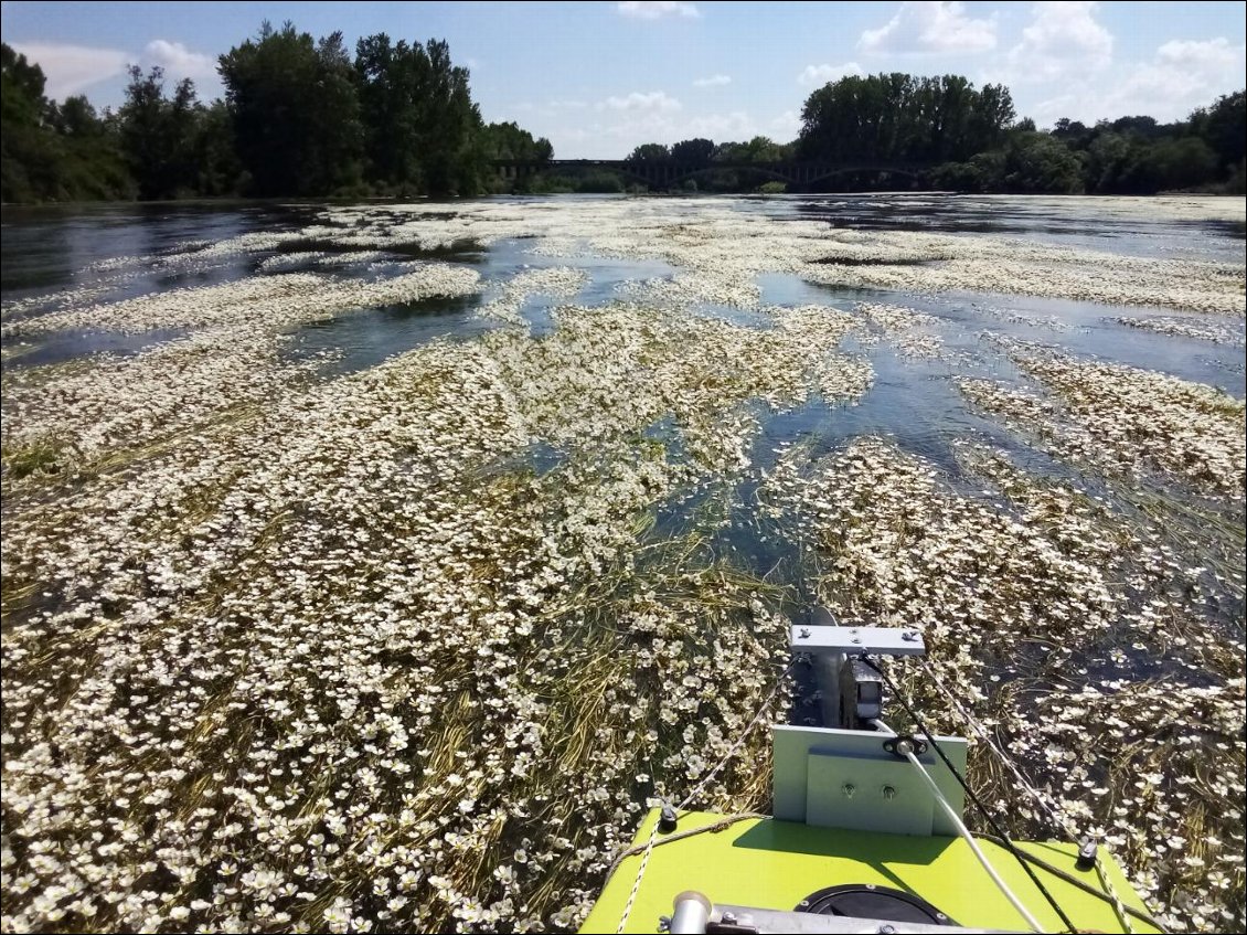 Beaucoup de fleurs sur le fleuve, on a l'impression de se balader dans une prairie.
Pas toujours évident de ramer mais tellement beau. Et quelle fragrance...