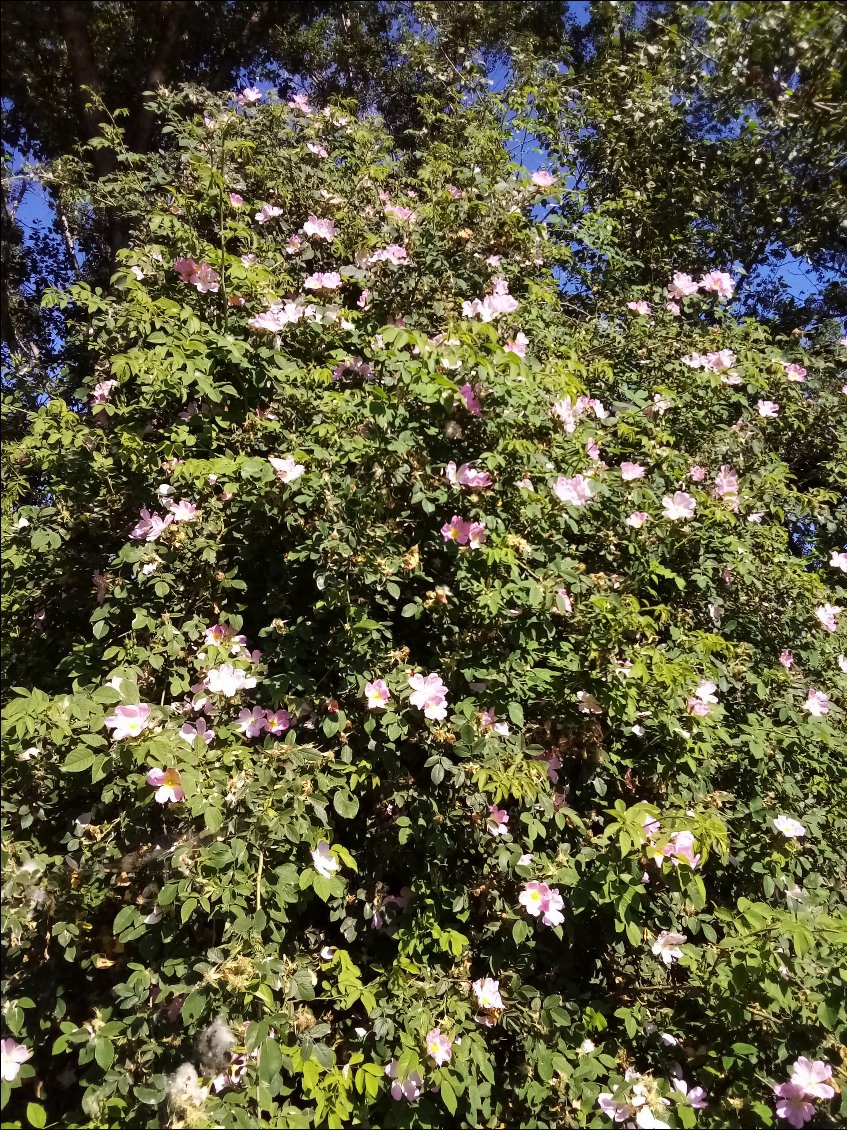 Superbe rosier pimprenelle.