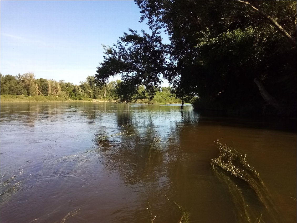 Le genre d'endroit où j'apprécie de passer : sous la voûte d'une branche surplombant le fleuve.