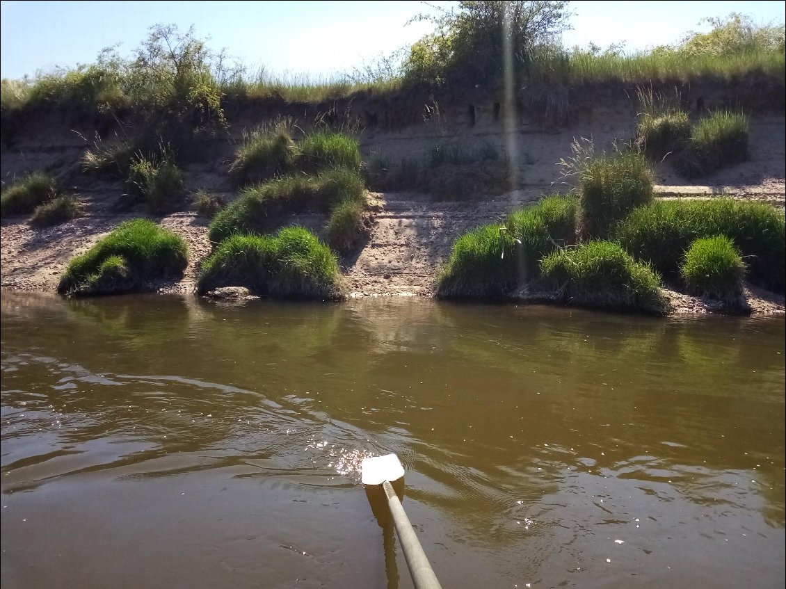 Lors de ses crues, la Loire érodent les berges sableuses. De gros blocs de prairie s'affaissent.