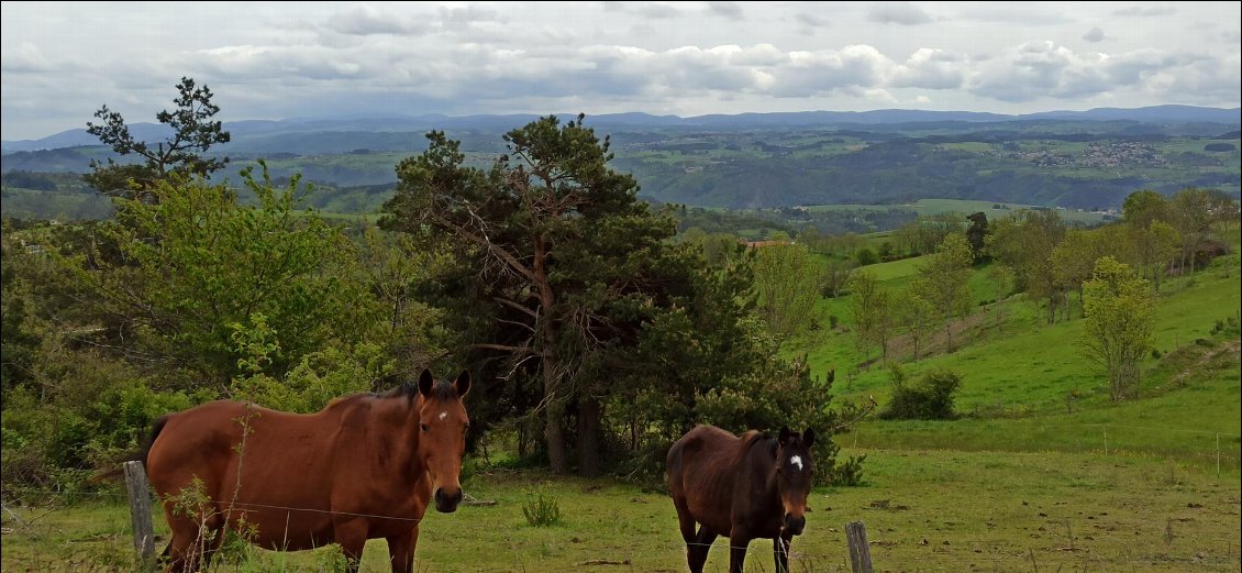 Ces chevaux m'ont vu deux fois. Une fois à l'aller, une fois au retour après avoir avalé la descente et réalisé que j'avais loupé une bifurcation avec un petit chemin de terre 200 mètres plus haut 😅