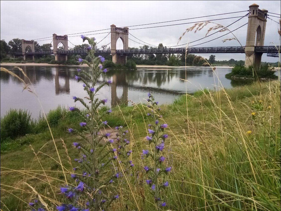 Vipérine et ses jolies fleurs devant le pont (encore un désolé) de Langeais.
