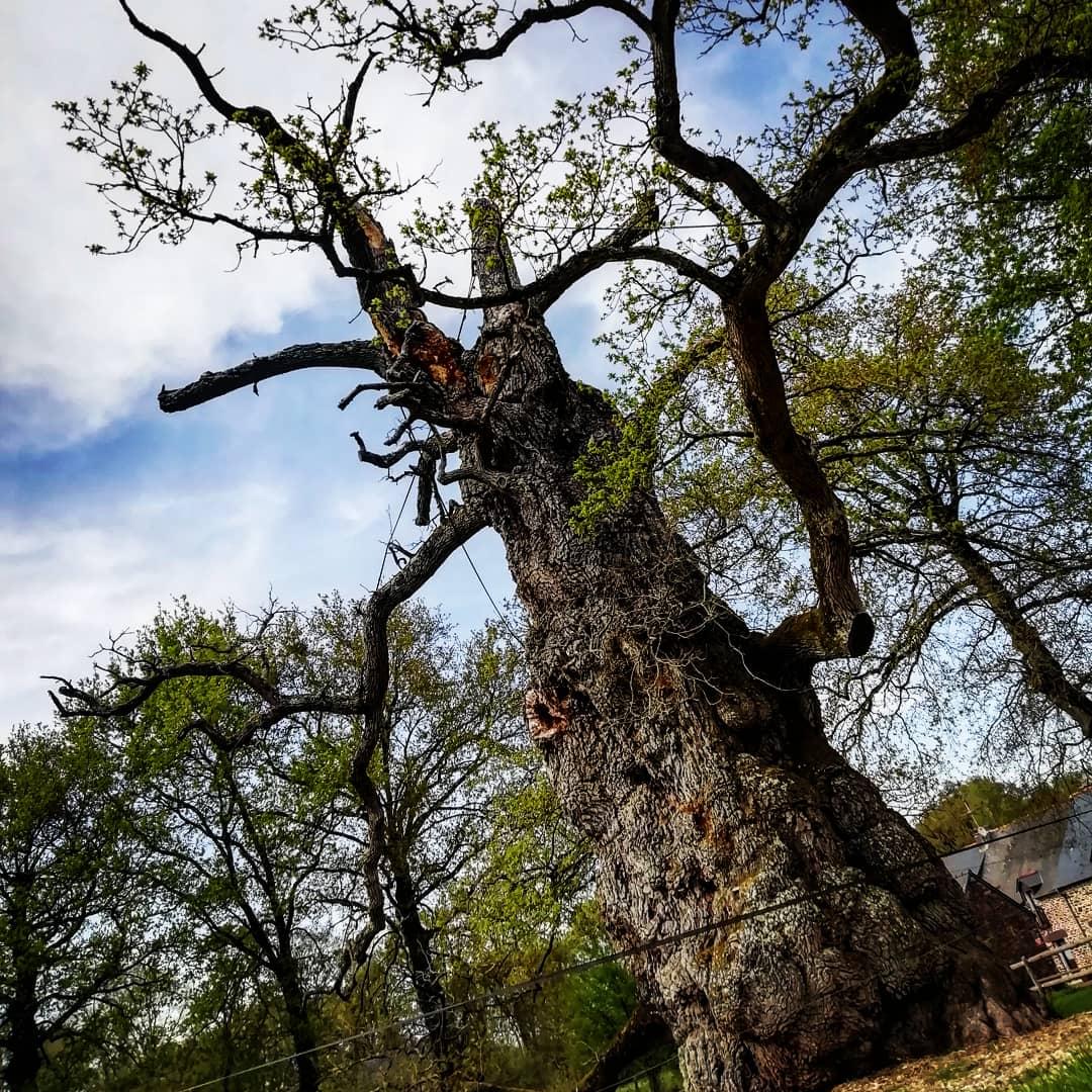 27 Avril, Chêne âgé d'au moins 1 000 ans en forêt de Brocéliande.