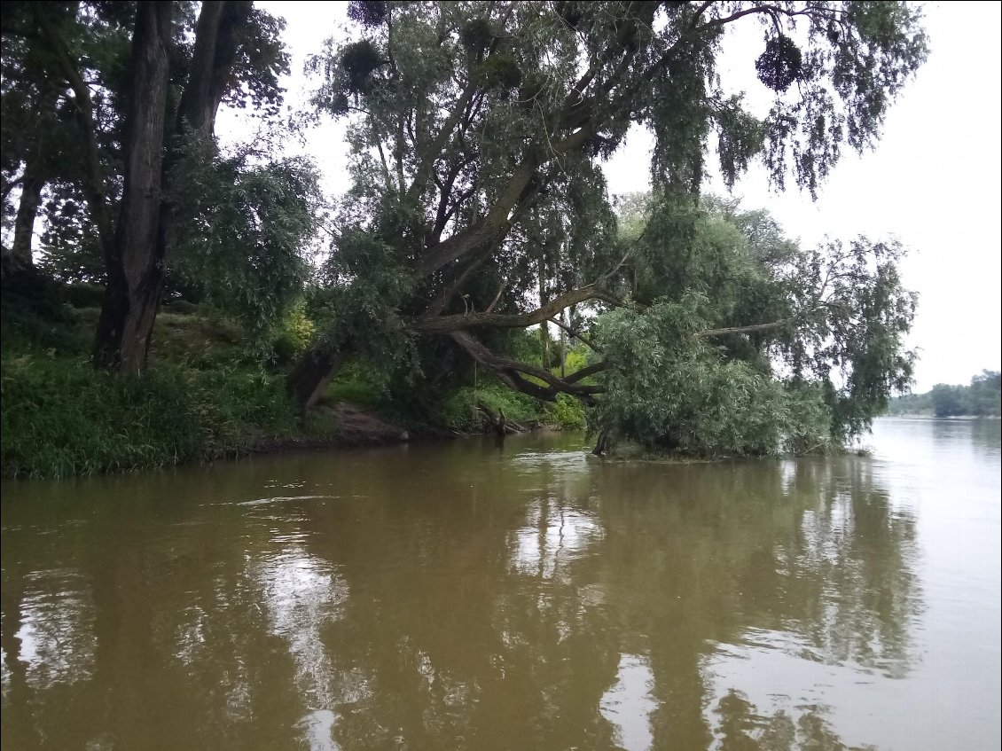 J'aime beaucoup quand un saule se penche de la sorte au dessus de l'eau. Il semble se rapprocher de sa Loire pour lui murmurer des mots doux.
