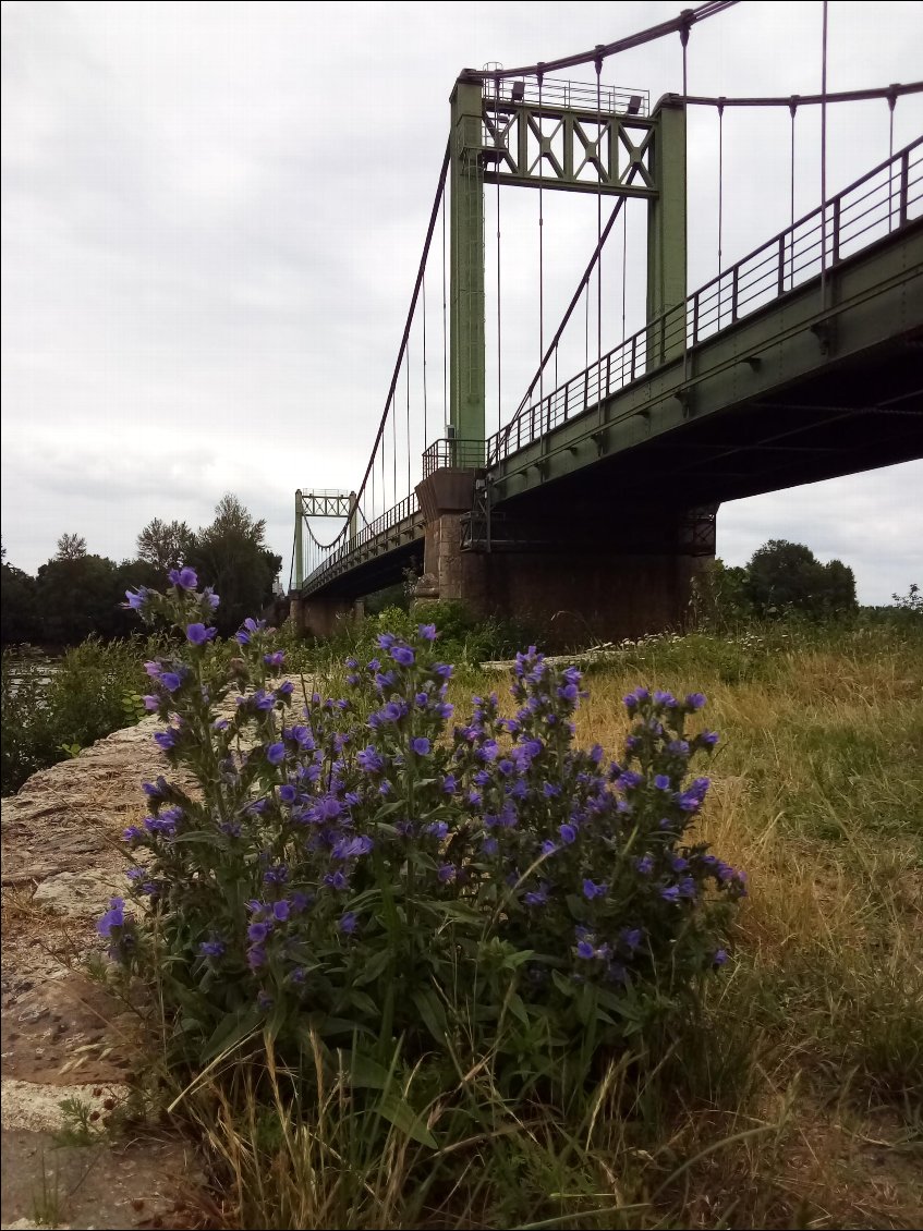 Allez tenez , pour changer, un pont !
(Et de la vipérine.)