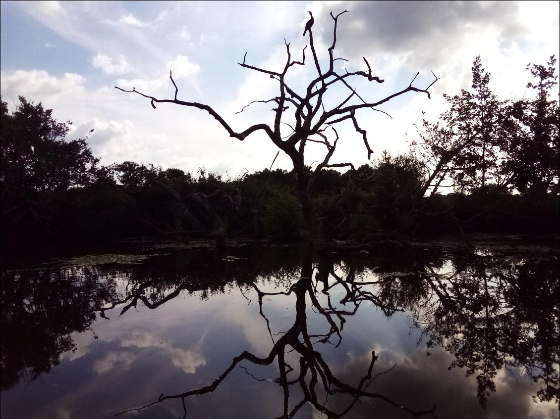 Même pas peur, le volatile prend la pause. Il a raison, le contre-jour est beau.