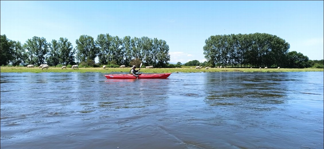 J2. Mes affaires tiennent sous le pont du kayak, chariot compris. En arrière plan, un élevage bovin, assez typique de ceux régulièrement rencontrés.