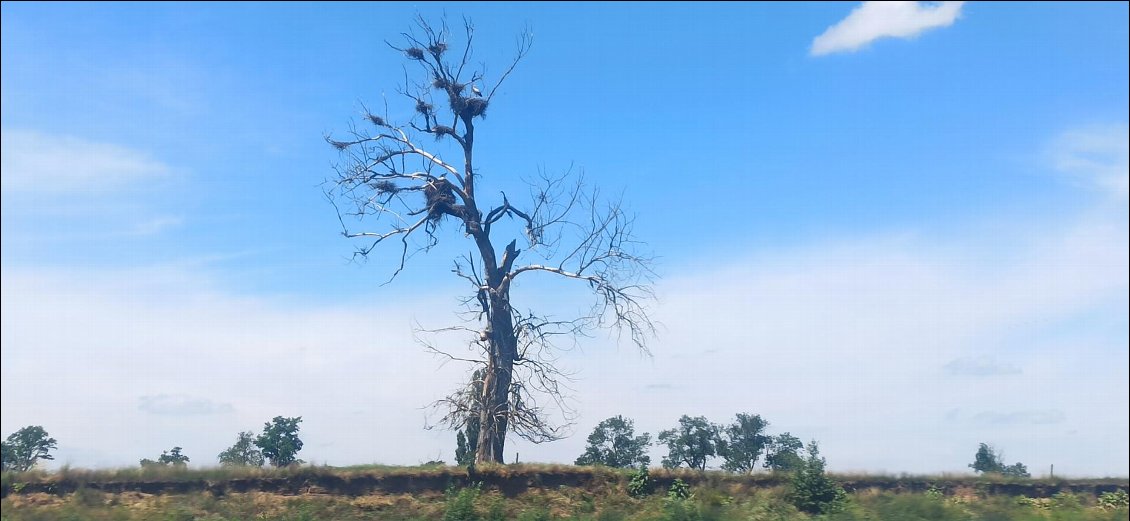 J2. Cigognes en colocation sur un arbre. Sur une dizaine de kilomètres elles sont nombreuses au point de devenir l'oiseau le plus commun.