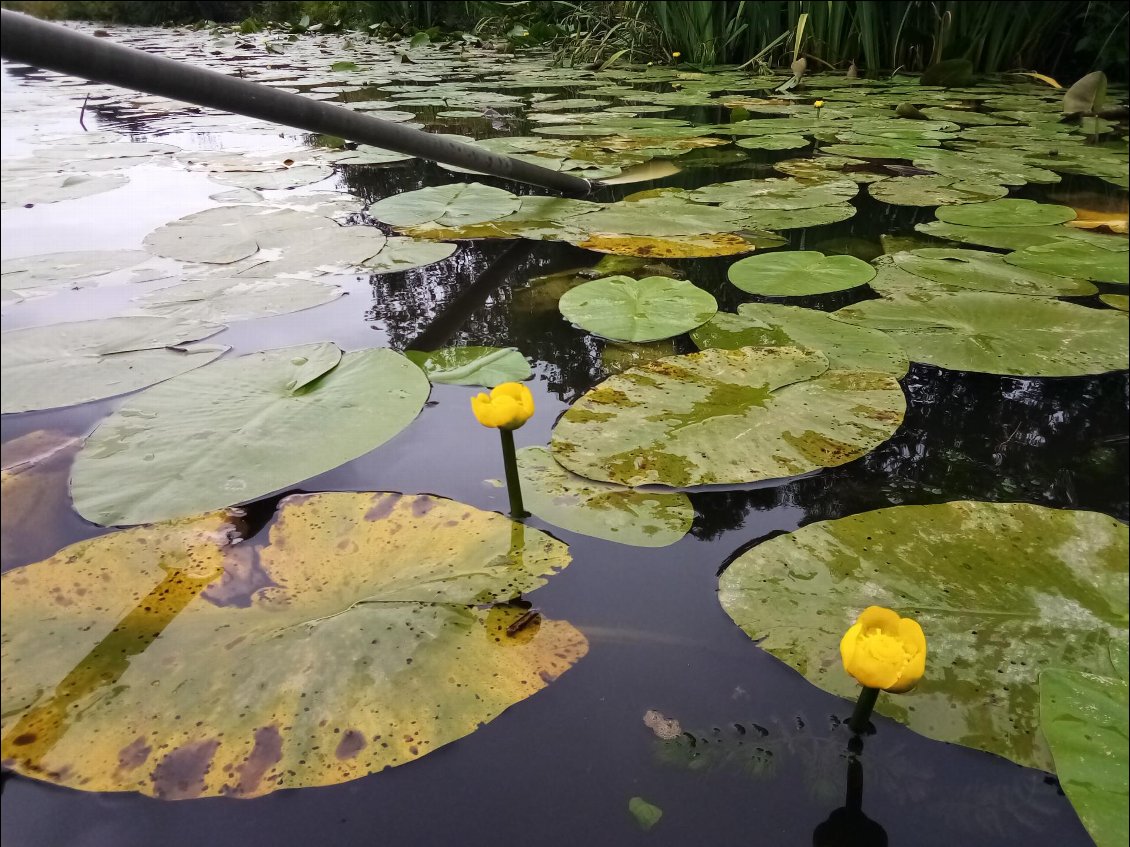 Si on se rapproche des berges, on frôle parfois des nénuphars.
J'adore.