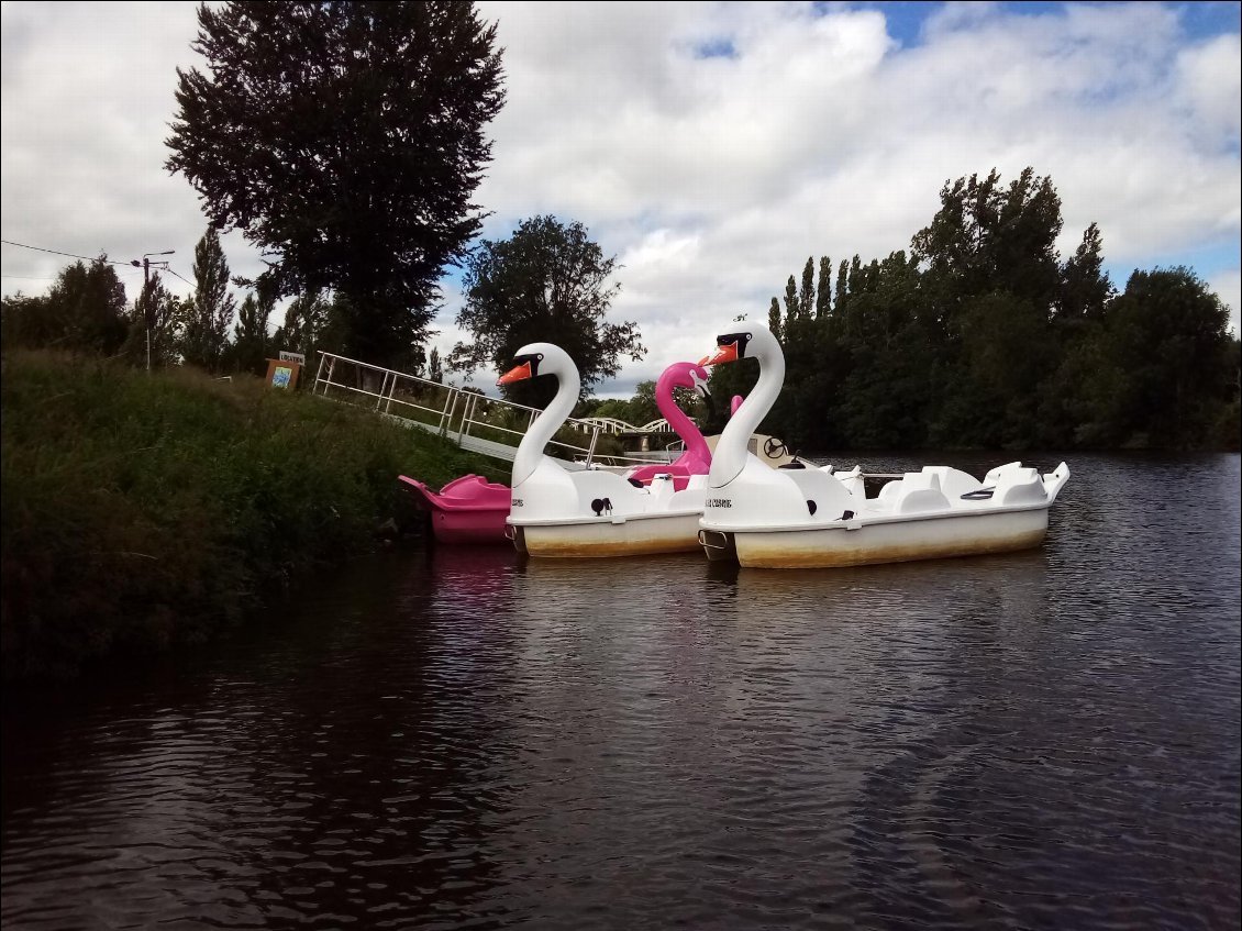 En partant je croise de beaux cygnes et même des flamands roses. C'est dingue cette biodiversité sur le canal !
Tiens à ce propos, j'ai revu hier des cigognes. Ha bon ???