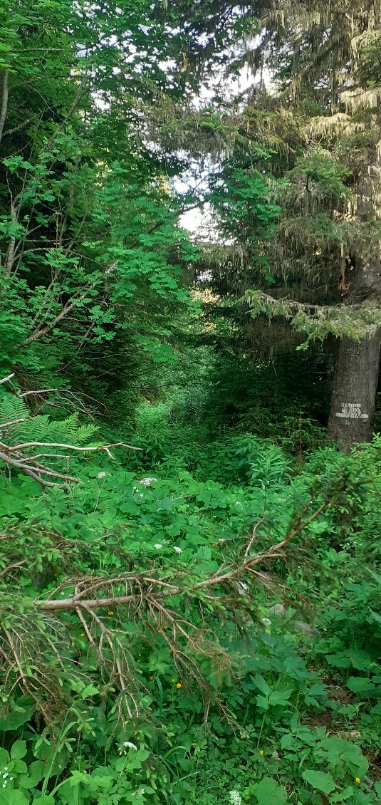 piste plus pratiquée et la nature reprend son chemin