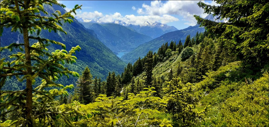 du vert tout, un chemin qui pousse porte. mais diable que c'est beau !