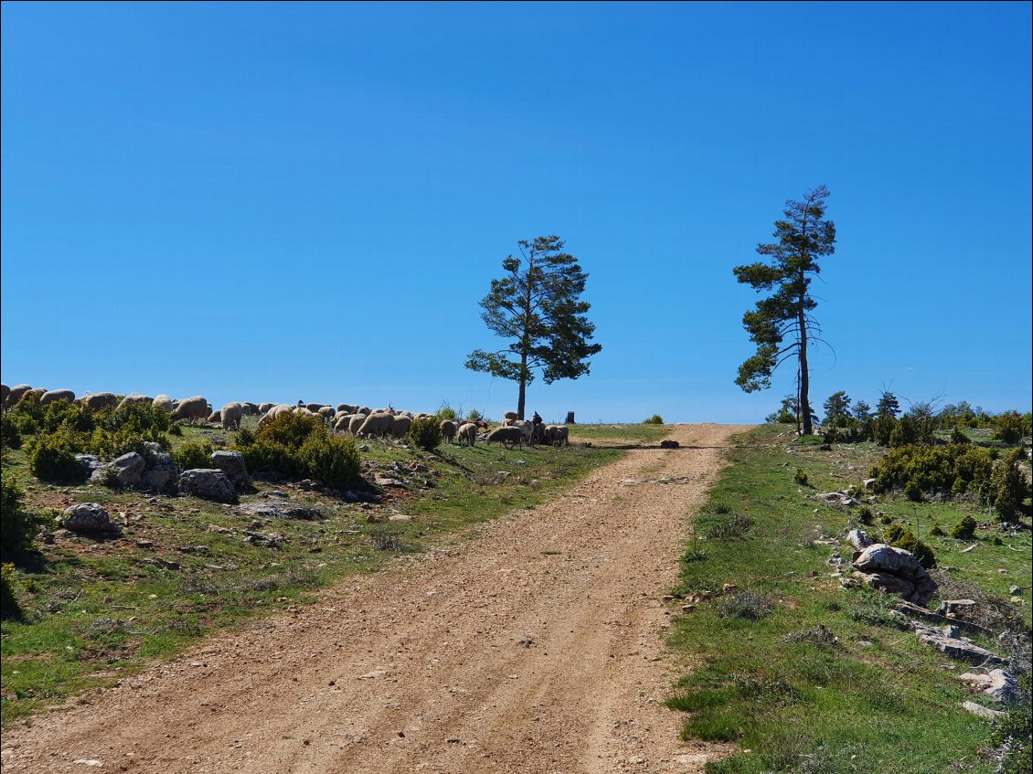 Une fois passé le troupeau le chien nous laisse partir et se pose au milieu du chemin à l'ombre des seuls arbres subsistants