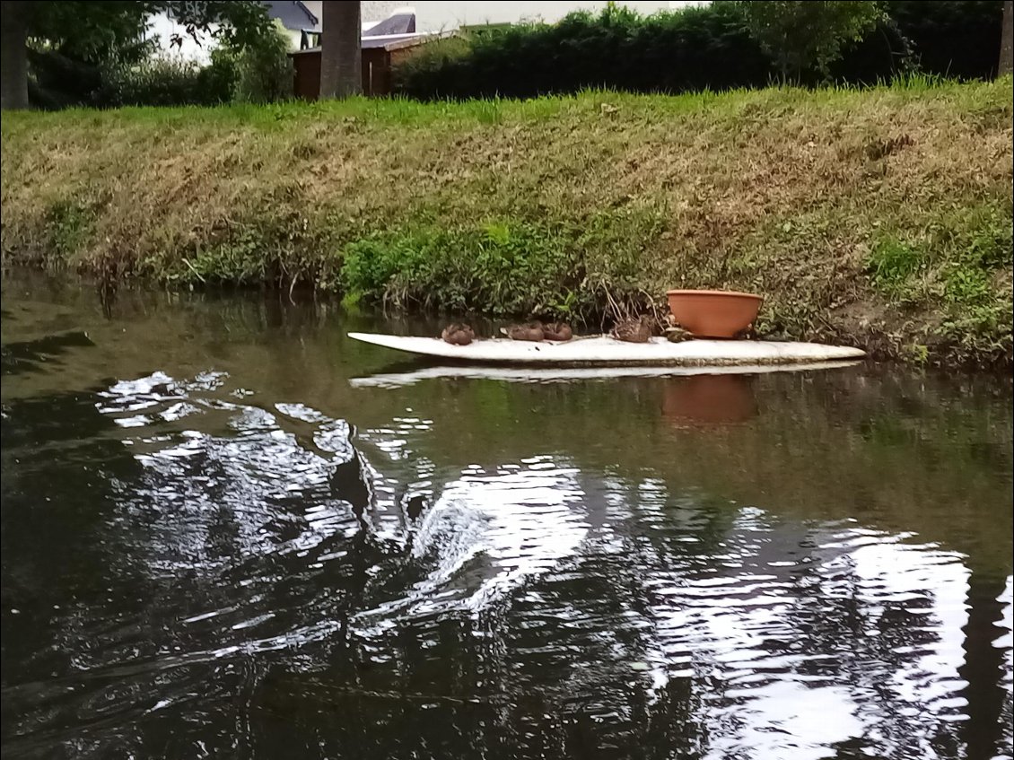 A l'arrivée, nous croisons un club de paddle coin coin.