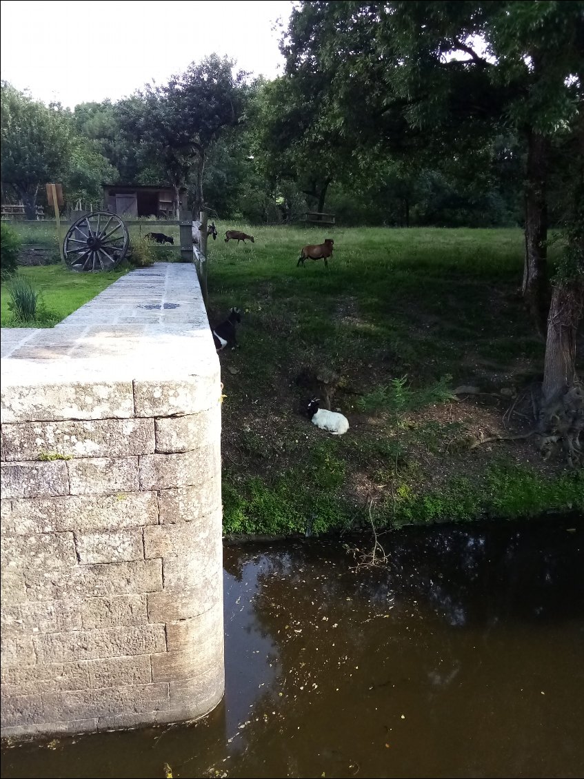 Eco-pâturage au bord du canal.
Mes voisines d'un soir.