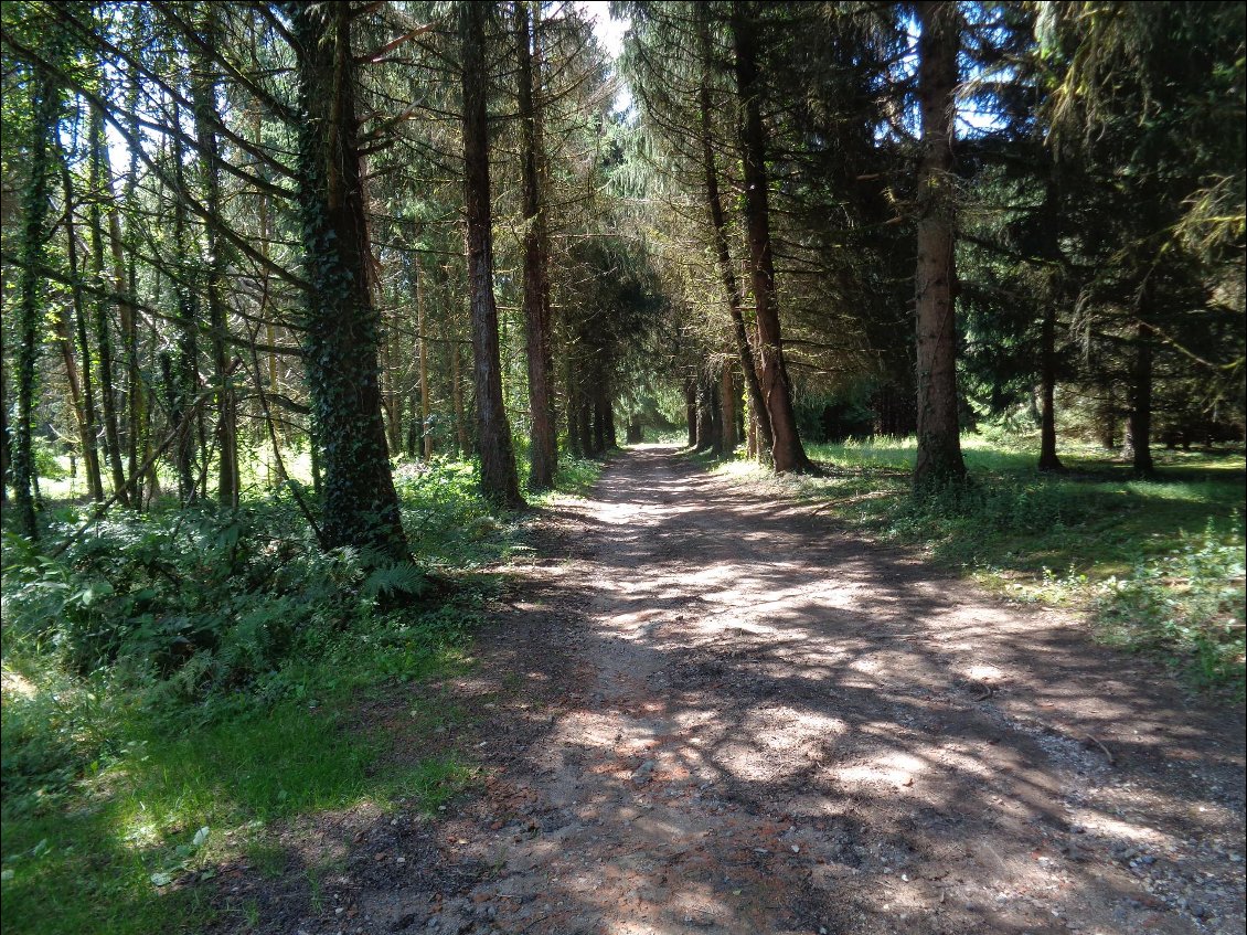 L'ombre apaisante des grands arbres.