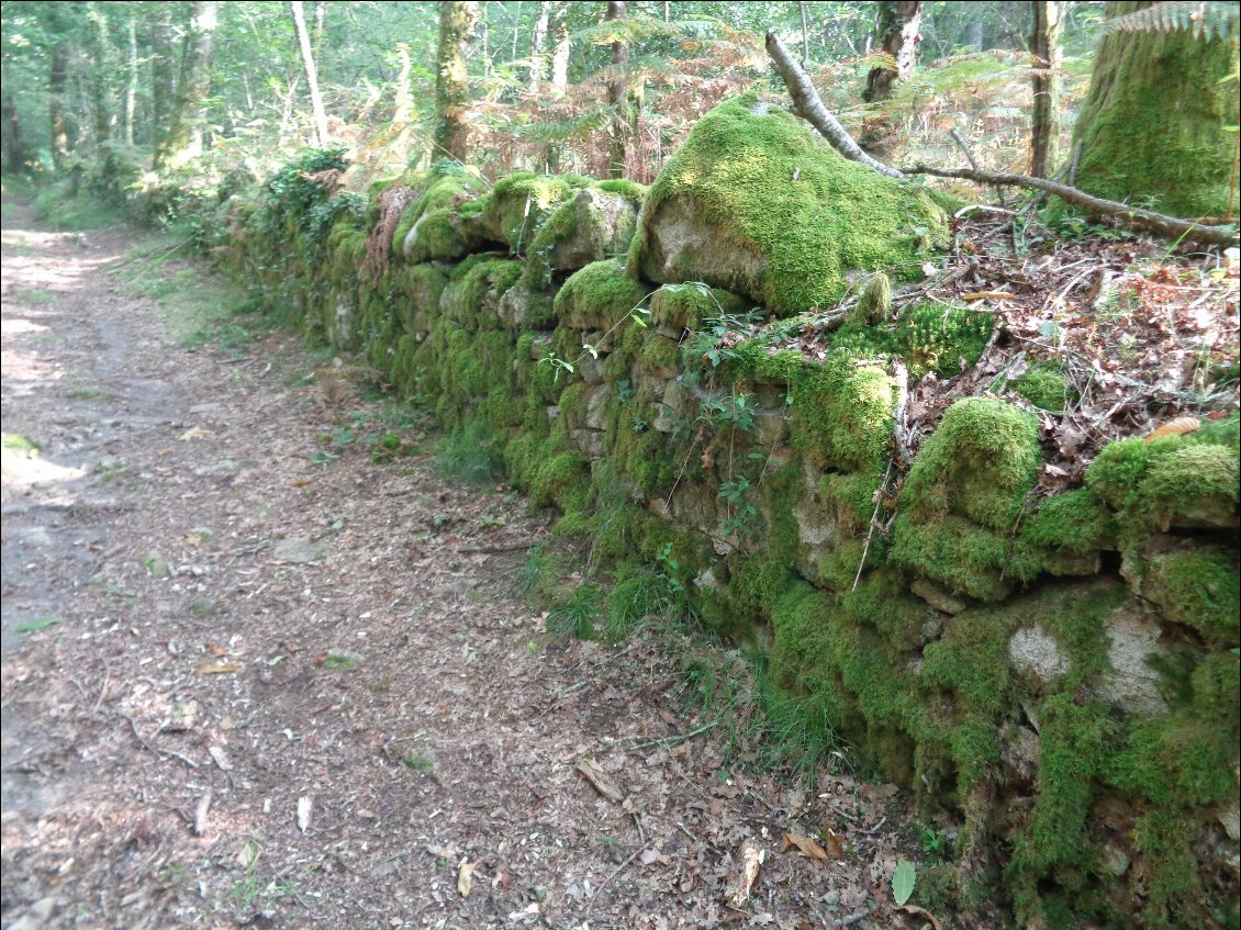 Mur moussu propice aux légendes.