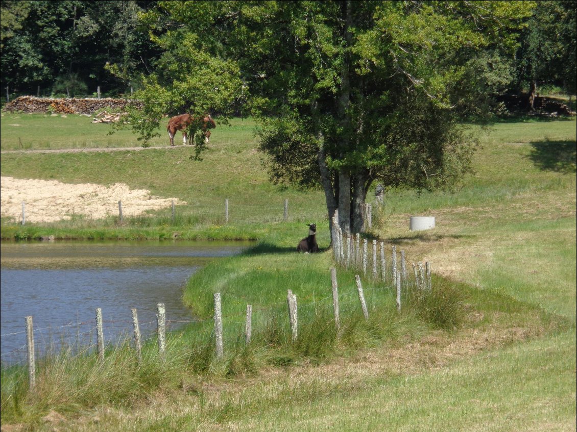Des vaches, des vaches et soudain : un lama !