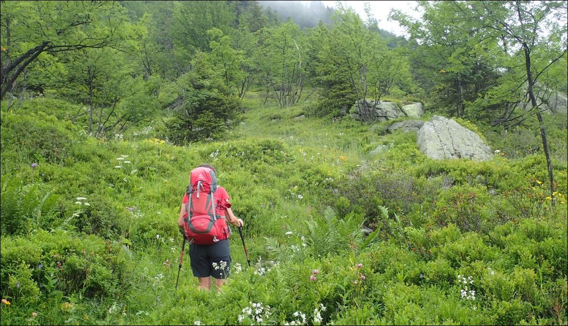 Quand c'est vert, pas de mystère : c'est qu'il a plu !