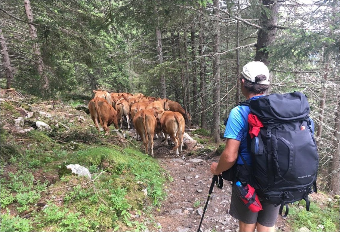 Manifestation de vaches sur le sentier.