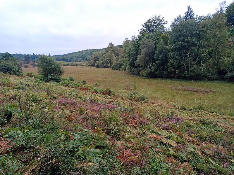 Tourbières des Dauges