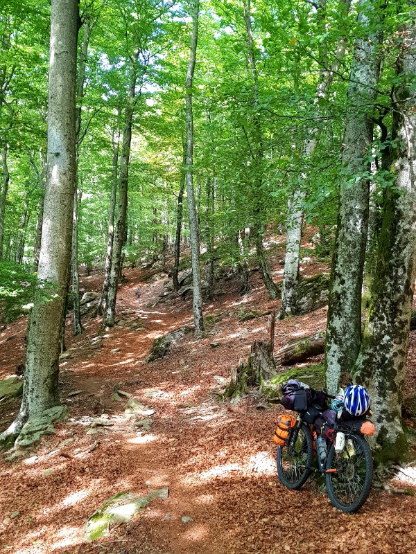 Forêt des Albères