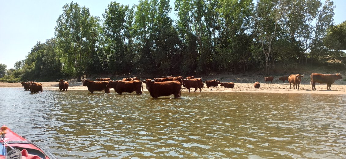 J12. Plage de sable et eau agrémentent le quotidien de ces vaches de luxe.