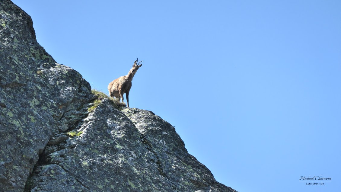 J12. Isard curieux dans le versant nord du Pic de Malcaras