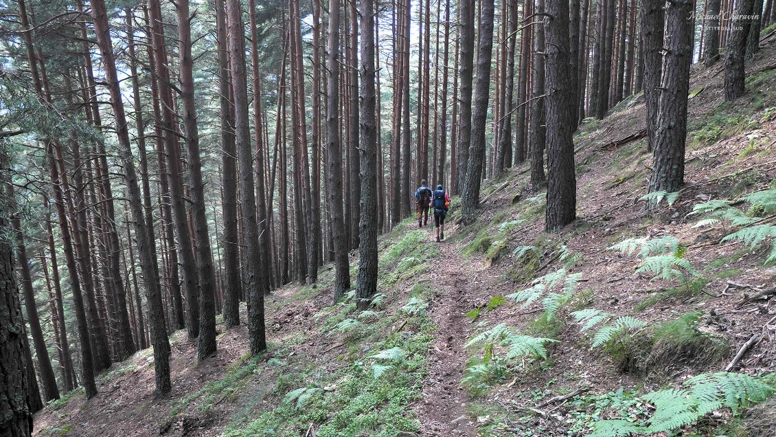 Forêt de pins sylvestre en descendant sur le hameau de Mounicou