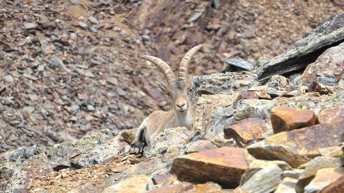 J'observe 3 bouquetins ibériques (pas la même espèce que le Capra ibex alpin, mais pas moins apathique et confiant). Les seuls d'ailleurs que nous verrons au cours de toute la traversée.