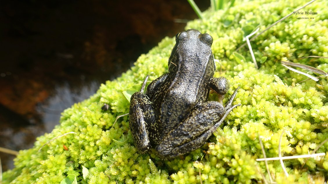 Ils ne bénéficient pas de l'aura qu'ont l'ours, le gypaète ou l'isard, mais les grenouilles et/ou crapauds sont les animaux sauvages les plus abondants, en particulier dans la partie orientale de la chaîne. Photo : Sylvie