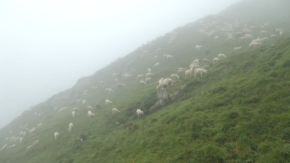 J16. Il faut avoir le moral pour garder des troupeaux dans les hautes vallées ariégeoises, où les estives, en plus d'être humides et peu ensoleillées, sont raides et topographiquement compliquées. Rien a voir avec les grands alpages ouverts des Alpes du sud...