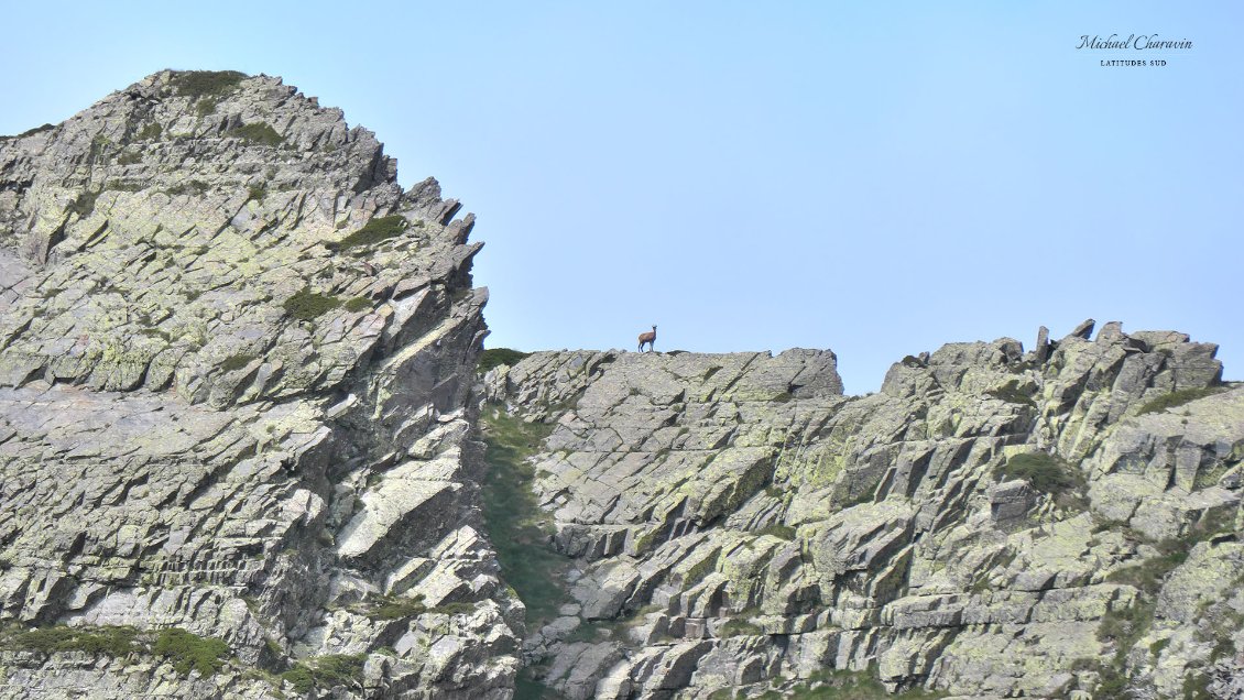 J15. Isard narquois sur le Pic del Port de Tavascan.