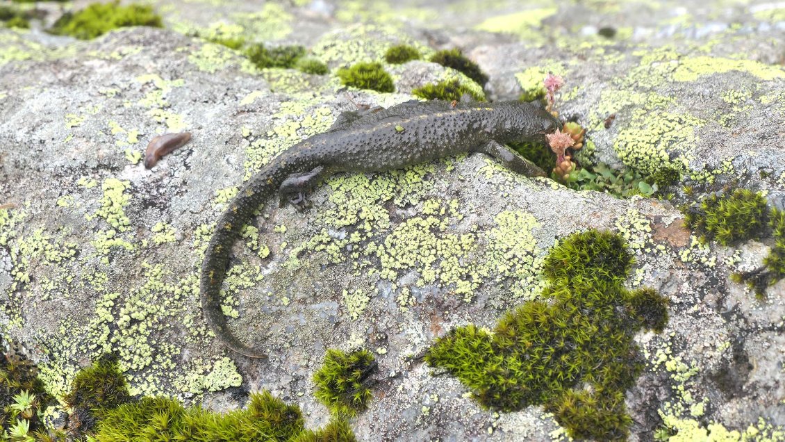 Le Calotriton ou Euprocte des Pyrénées est un amphibien endémique de la chaîne pyrénéenne, qu'il occupe depuis le Pays Basque (à l'ouest) jusqu'à la Catalogne (à l'est)