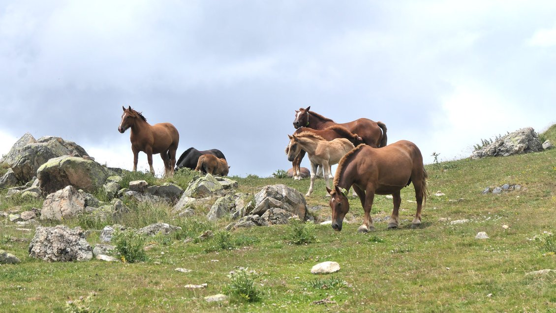 Les troupeaux de chevaux en semi-liberté sont très fréquents côté espagnol.