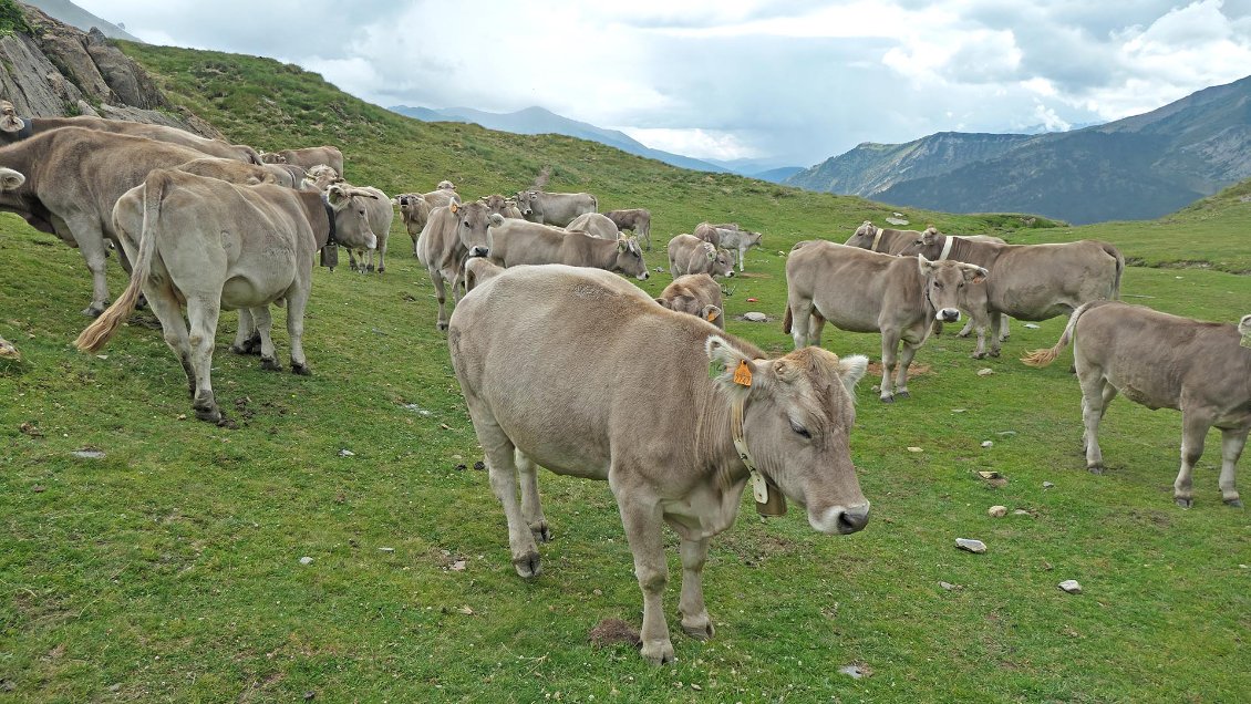 Sous ses airs placides, la Brunes des Pyrénées s'avère rebelle et un peu foldingue...