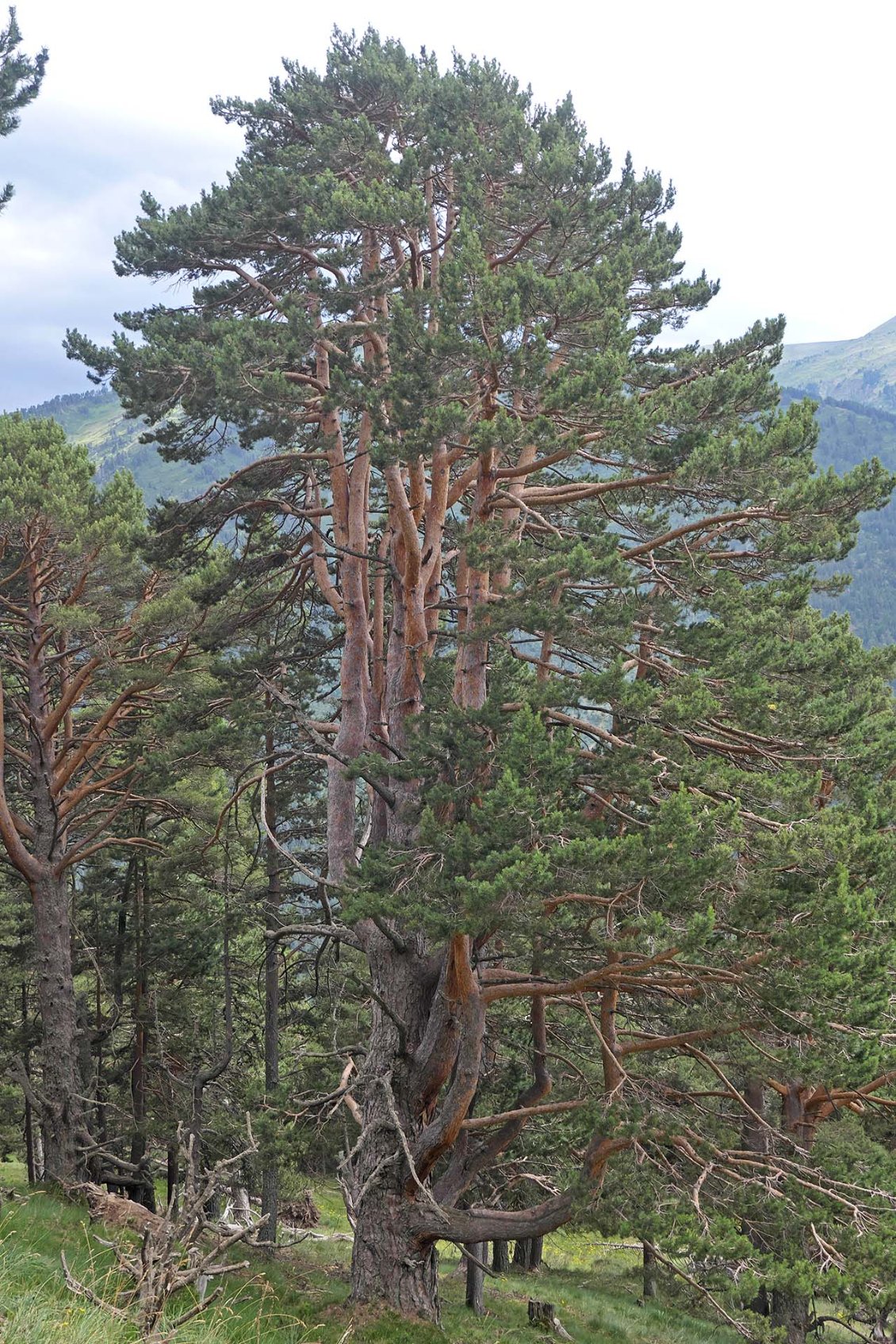 J18. Revenu sur le versant espagnol, on retrouve de beaux bois de vieux pins sylvestres.