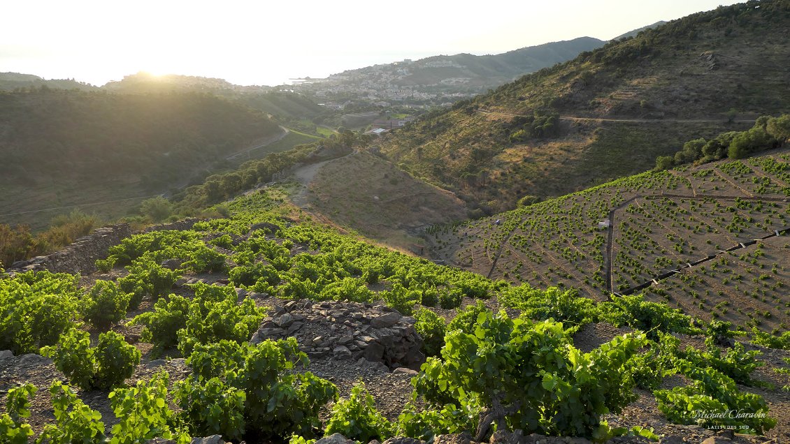 La petite départementale D86 permet de se mettre en canne et de gagner les premiers 400 m de D+ facilement dans une belle ambiance de vignobles accrochées aux versants, offrant de belles vues sur le littoral.