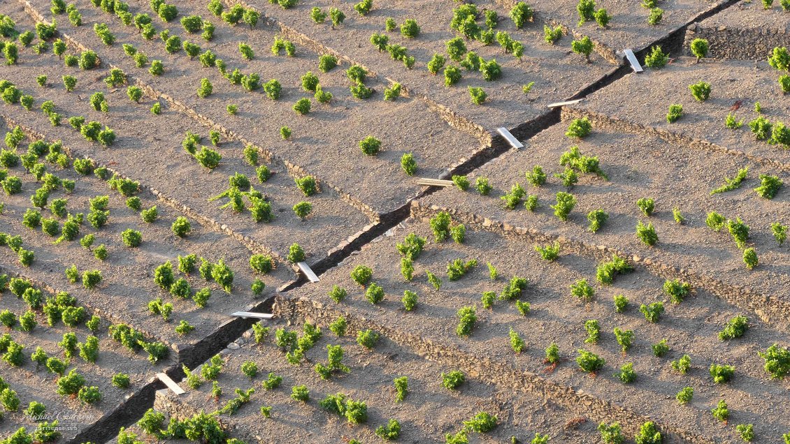 Vignobles au-dessus de Banyuls