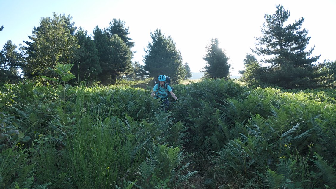 J2. En descendant du Puig Neulos (massif des Albères). Si les hêtraies et le parcours le long des crêtes font l'intérêt de la première étape, la seconde, plus basse en altitude, offre des paysages assez quelconques.